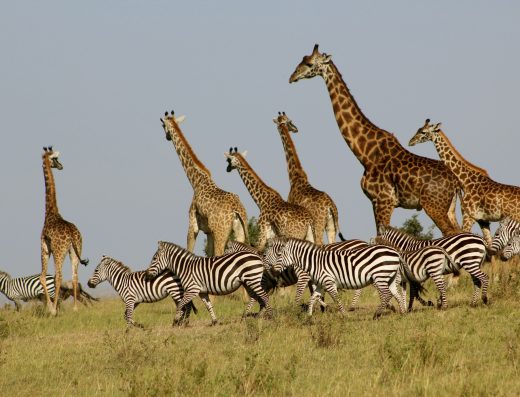 7 Days in Nairobi, Maasai Mara and Mombasa Wheelchair-Friendly Flying Safari