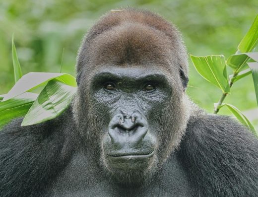 4 Days Mountain Gorilla Trekking Safari in Rwanda 2026