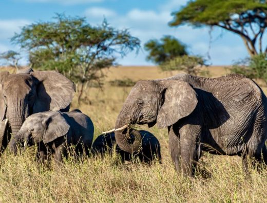 Group elephants walking dry grass wilderness, 17 Days The Best of Uganda Wildlife and Primate Safari 2026