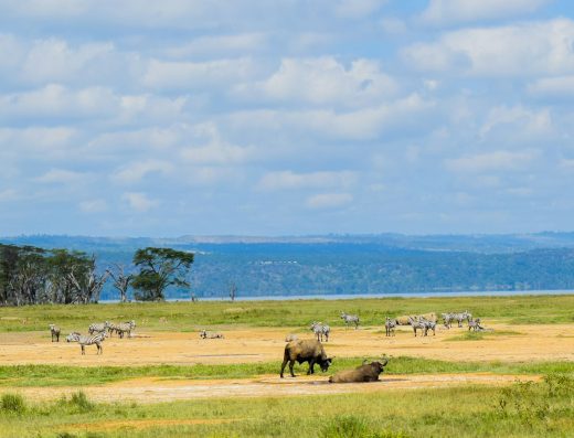 5-Day Kenya Wildebeest Migration Safari – Maasai Mara, Lake Nakuru & Lake Naivasha