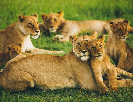 7 Day Magical Kenya Safari Package
