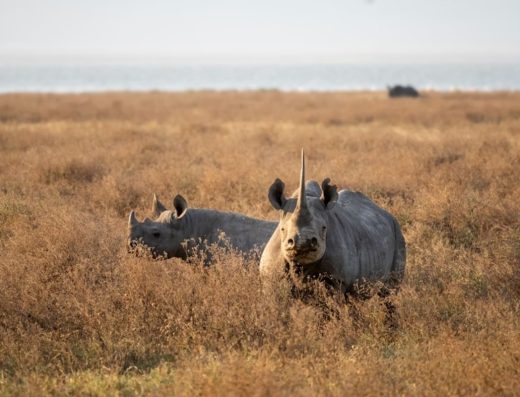 3 Days / 2 Nights Serengeti & Serval Wildlife Safari