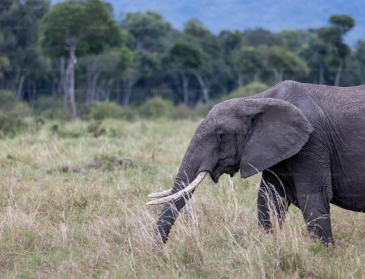 6 Days / 5 Nights Classic Tanzania Safari