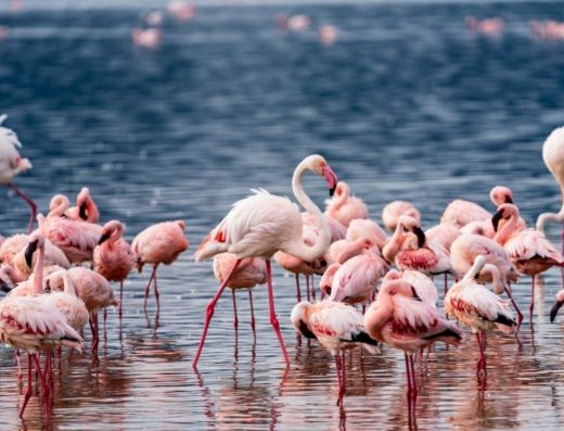 5-Day Kenya Wildebeest Migration Safari – Maasai Mara, Lake Nakuru & Lake Naivasha