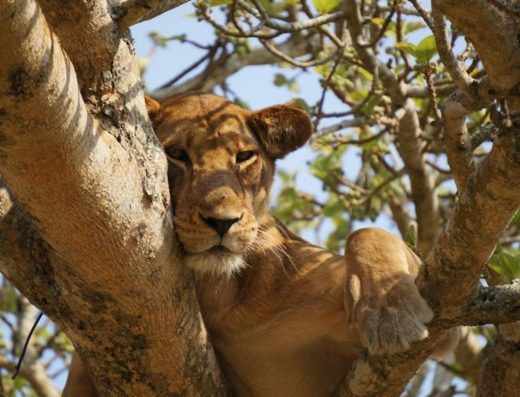 8 Days Tanzania Safari