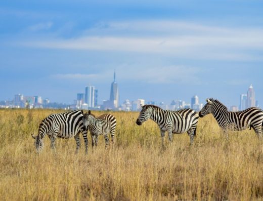 7-Day Kenya Sensory Safari: Accessible Travel for the Visually Impaired