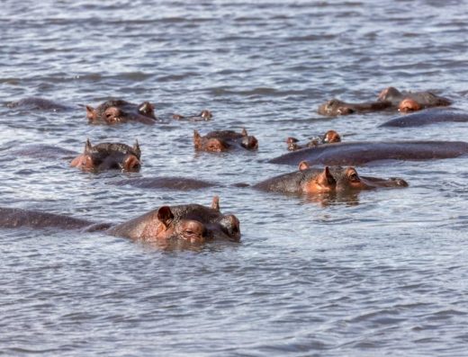 6 Days / 5 Nights Classic Tanzania Safari