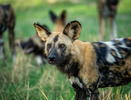 2-Day Mikumi National Park Trip