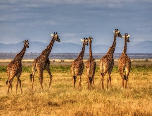 2-Day Mikumi National Park Trip