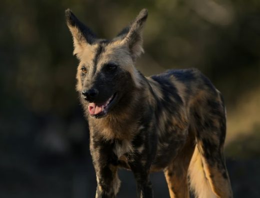 Nyerere National Park (Selous) Day Safari