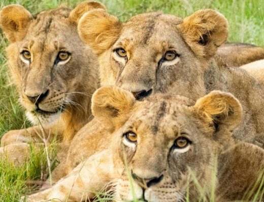 7-Day Kenya Sensory Safari: Accessible Travel for the Visually Impaired