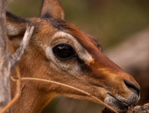 3 Days Samburu Accessible Safari Experience in Northern Kenya with Accessible Travel Kenya