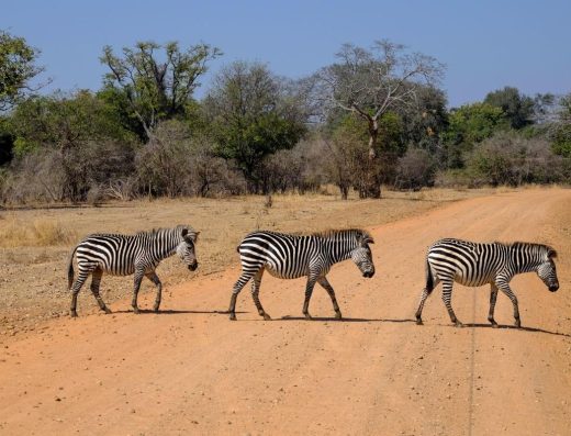 3 Days Samburu Accessible Safari Experience in Northern Kenya with Accessible Travel Kenya