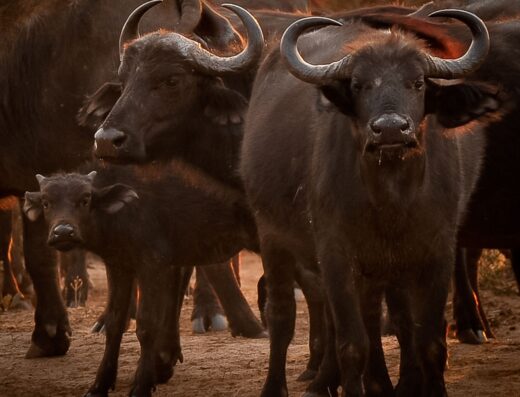 Buffalo herd in Chobe National Park, Botswana