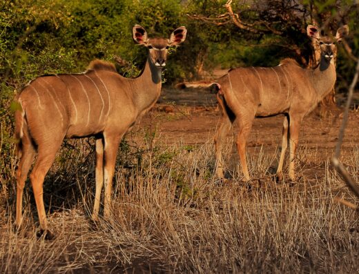 Kudu in Chobe National Park, Botswana