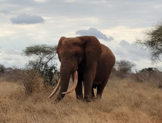 Elephant in Tsavo East National Park