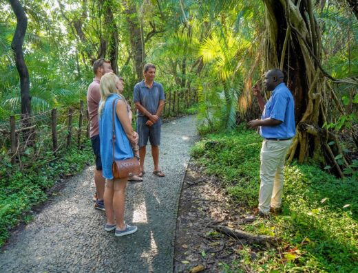 Rainforest path along Victoria Falls
